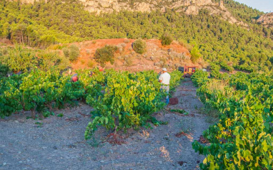 Viñedo y suelo