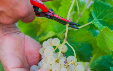 Racimo de uvas blancas