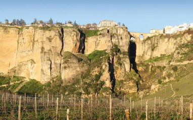 Viñedo en el Tajo de Ronda