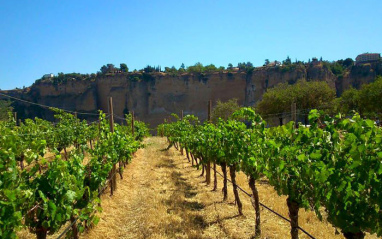 Viñas en la serranía de Ronda