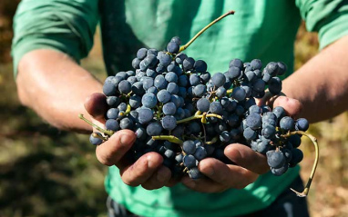 Racimo de Tinto fino