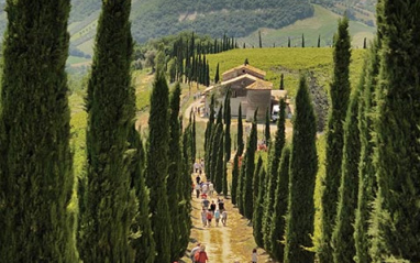 cipressi