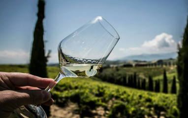 viñedo