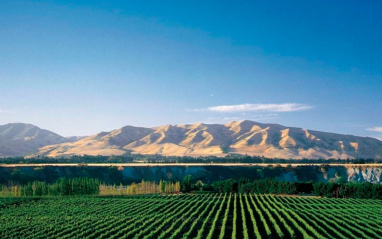 Viñedo con montañas al fondo.