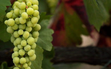 Racimo de los viñedos de Santalba 