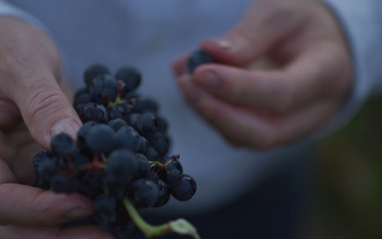 Las uvas tintas de Santalba