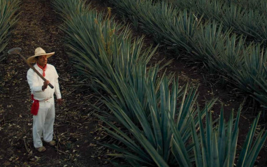 Plantación de agave