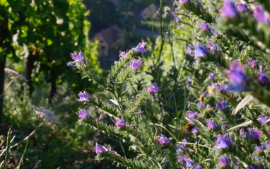 Viñedos de Domaine Schieferkopf