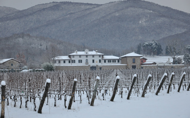 Viñedos de Volpe Pasini cubiertos de nieve