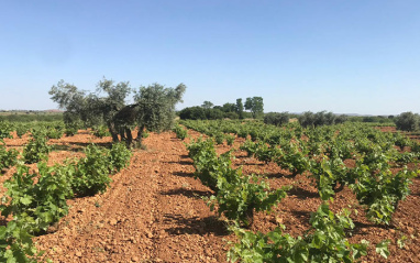 Vista de los viñedos