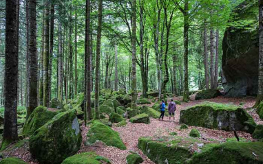 Bosque alpino 