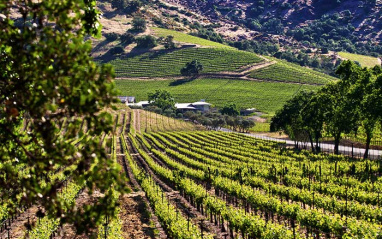 El clima de Shafer vineyard es ideal para la Cabernet Sauvignon, su uva estrella