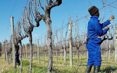 Viñas en espaldera