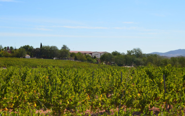 Panorámica del viñedo