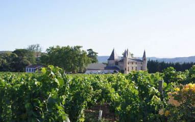 Viñedo con la bodega al fondo