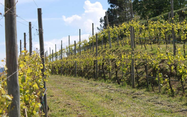 Alvarinho en pie franco