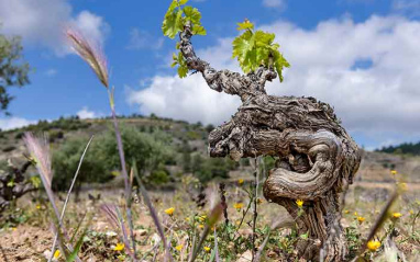 Detalle de la viña La Mira