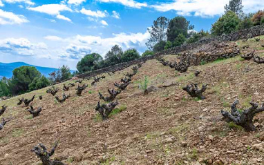 Viñedo del Alto de la estrella