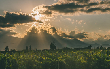 Atardecer en el viñedo