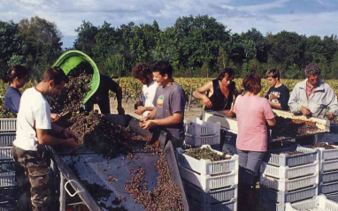 Selección de uvas