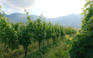 Viñedos del valle de Arrastaria