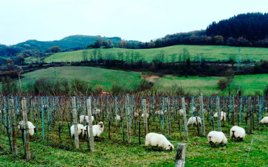 Panorámica del paisaje