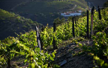 Terrazas en Douro