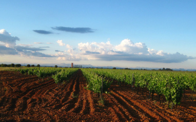 Panorámica de los viñedos