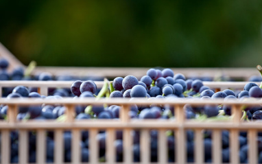 Detalle de las uvas