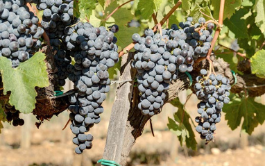 Las variedades tintas son las protagonistas de la bodega.