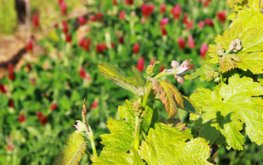 Detalle de la planta en flor