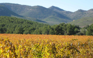 Viñas en otoño