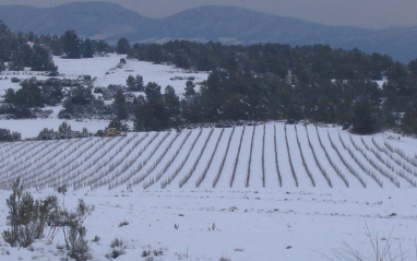 Viñas en invierno