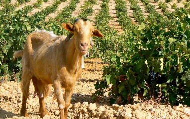 Cabra en el viñedo de Terra d'Uro