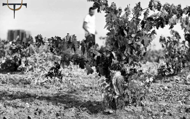 Cepa de Terra d'Uro en blanco y negro