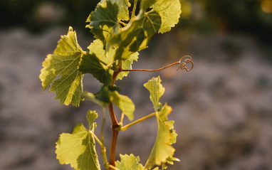 Viñas de Thorne & Daughters 