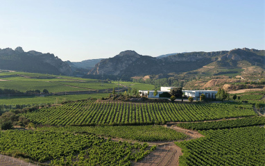 Vista panorámica del viñedo