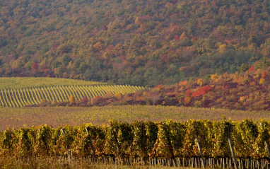 Otoño en las viñas