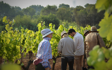 Viñedos de la finca Can Martí