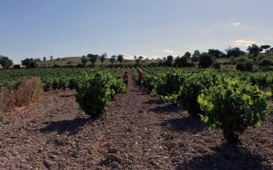 Parte del viñedo Traslanzas