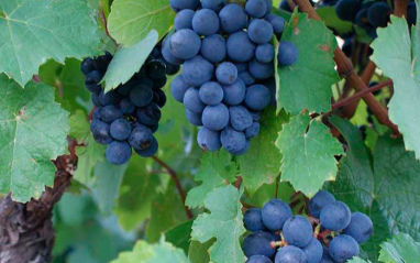 Uvas tintas de Gamay