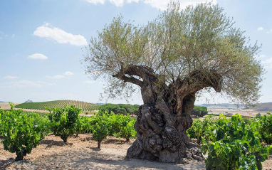 Olivo de más de 1500 años