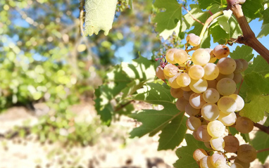 Las uvas pertenecen a viñedos propios que cuidan con sumo mimo