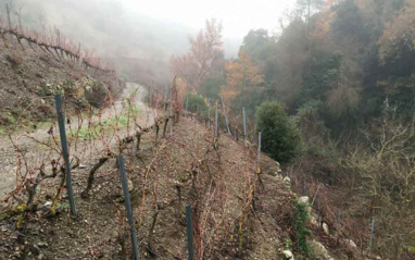 El viñedo en otoño