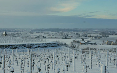 Viñedos en invierno