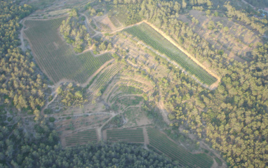 Vista aérea del viñedo