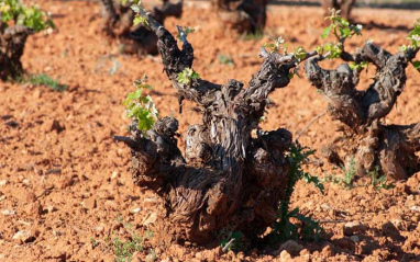 Las cepas se ubican en Alfaro