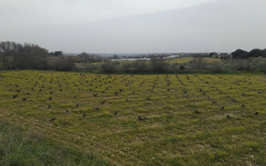 Panorámica de viñedo