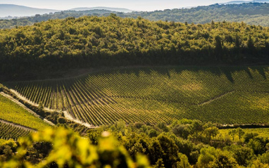 El paisaje que rodea la bodega