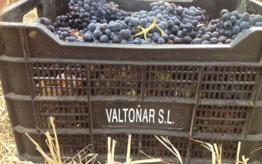 Vendimia en cajas de 20 kg.